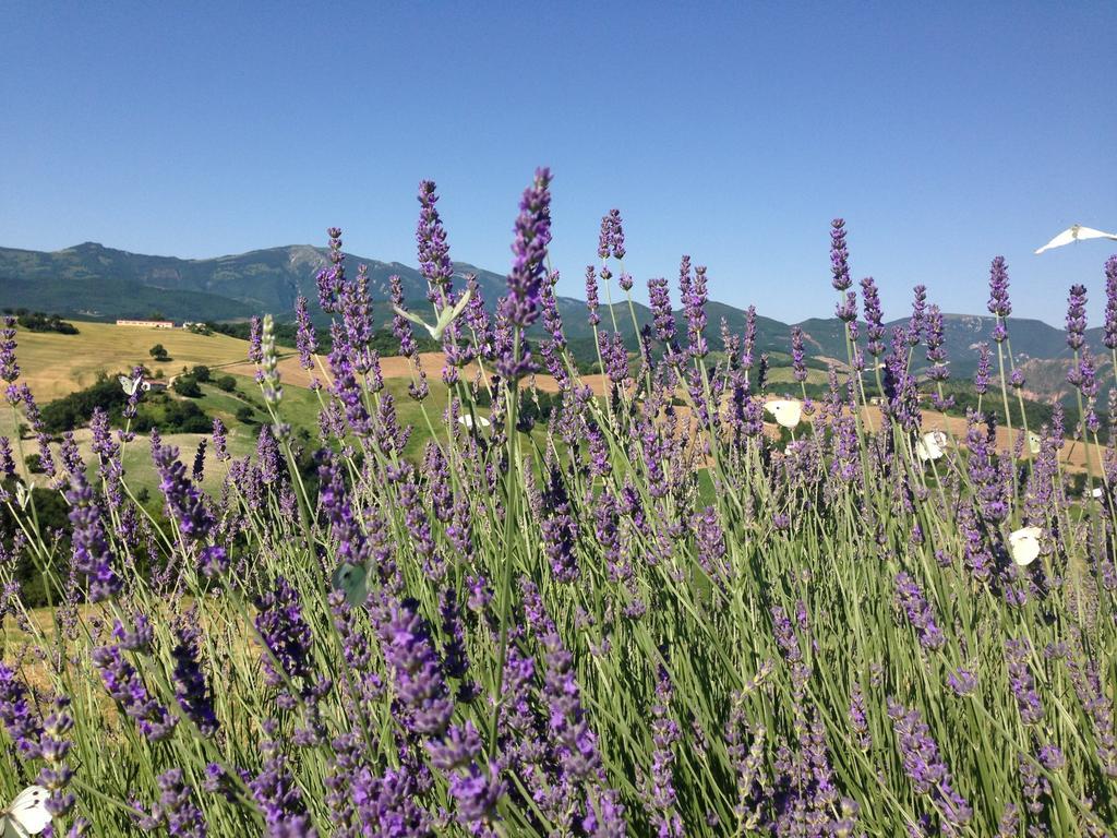Agriturismo Il Fienile Di Ca Battista Cagli Eksteriør bilde